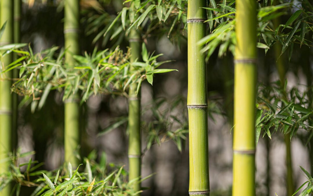 Gadget in bamboo